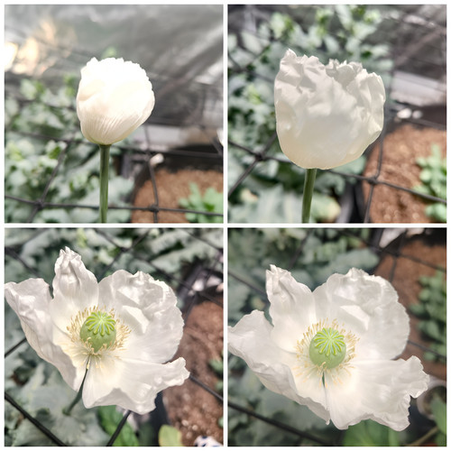 500 peshawar white poppy - 500, seeds