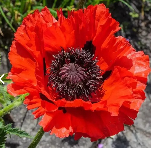 Poppy red oriental perennial - poppy,